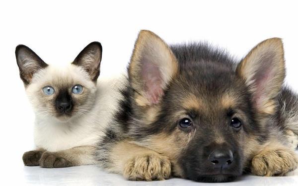 «Налог» на регистрацию домашних животных: мнение зообизнеса