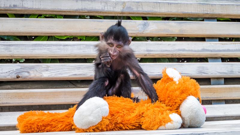 День Фаины: в зоопарке отеля «Ялта-Интурист» отпраздновали первый день рожденья черного мангобейчика