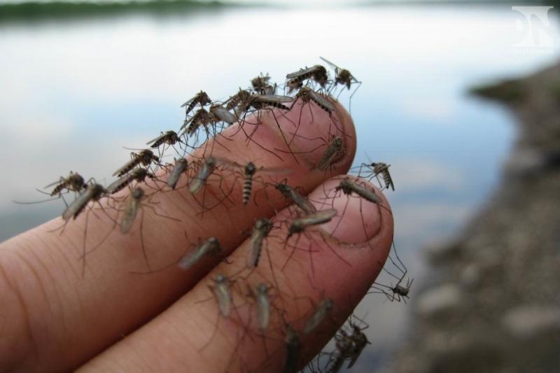 В Анапе на борьбу с комарами потратят 6,5 миллионов