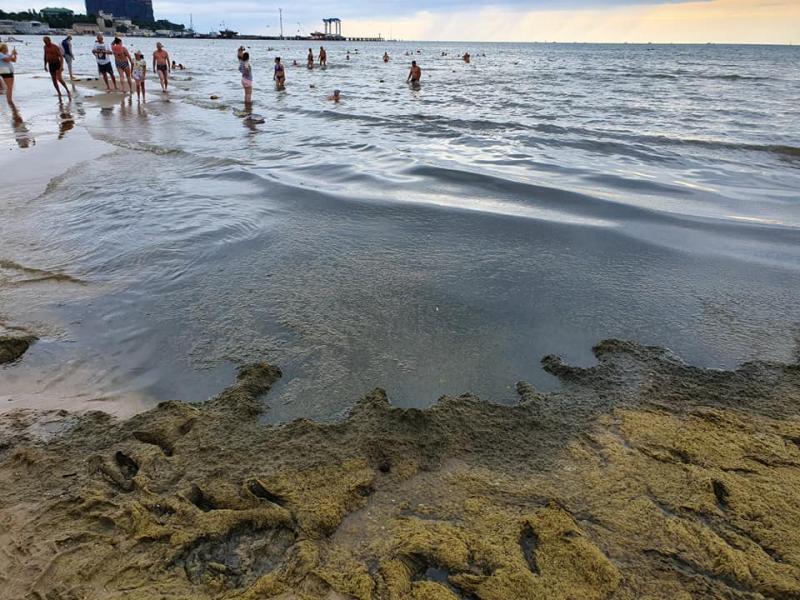 В Анапе пытаются справиться с рекордным выбросом камки на пляжи