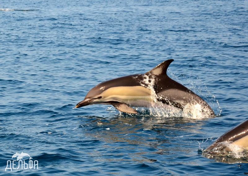 В Анапе появятся бригады помощи дельфинам
