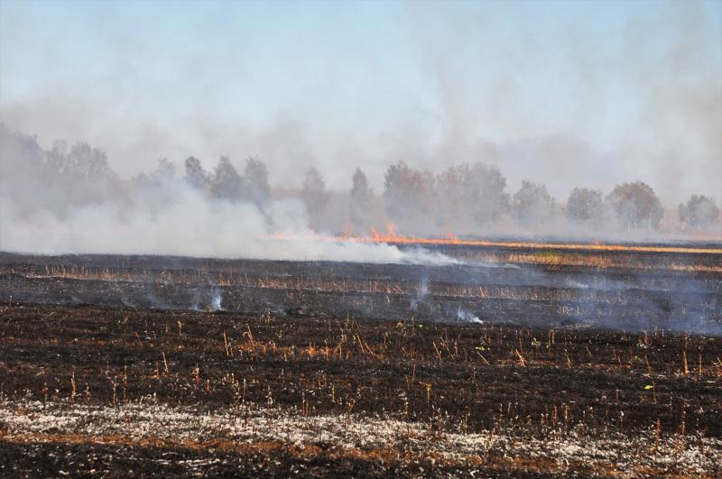 P&G и WWF России защитят алтайские леса от пожаров