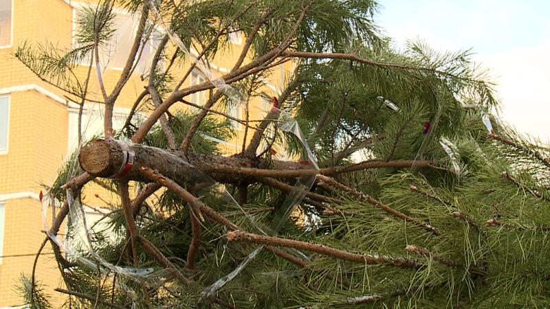 Два пункта приема новогодних елок на переработку откроются в Реутове