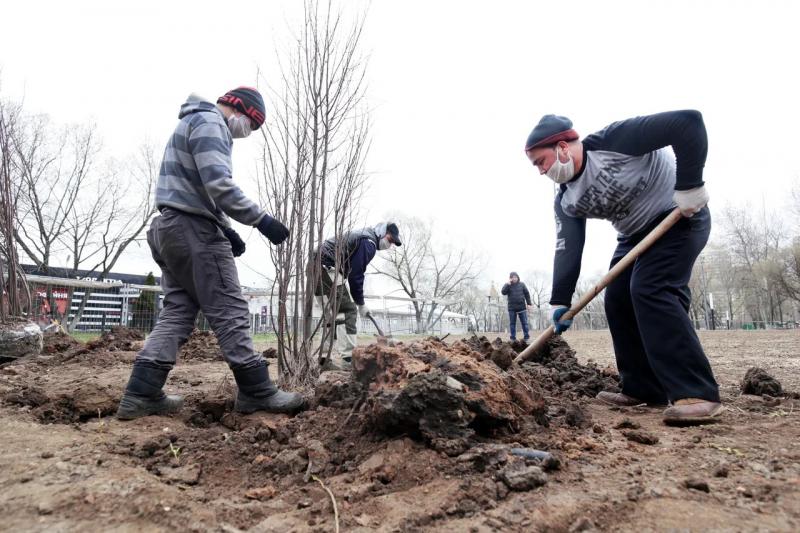 Порядка ста новых саженцев высадят весной в рамках планового озеленения Реутова