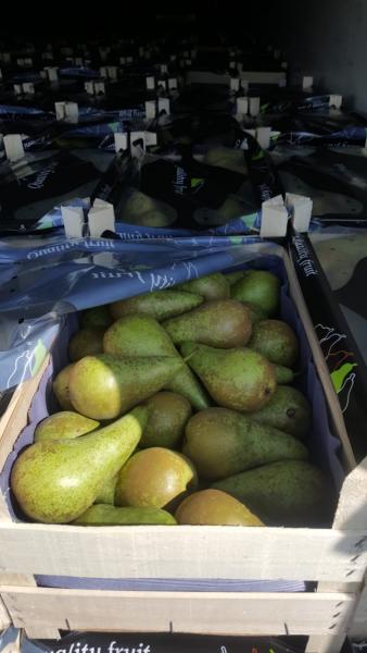 Смоленские таможенники задержали грузовик с грушами в День Первомая