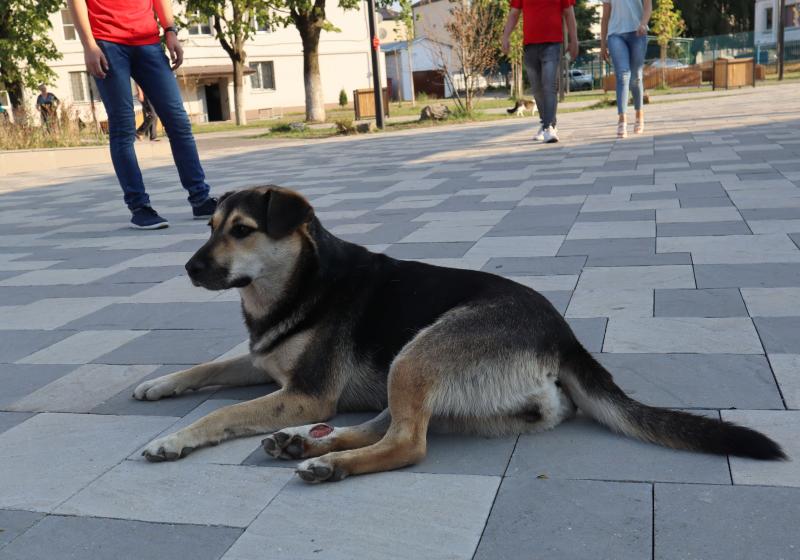 ОНФ призвал власти Кабардино-Балкарии обеспечить контроль над безнадзорными животными