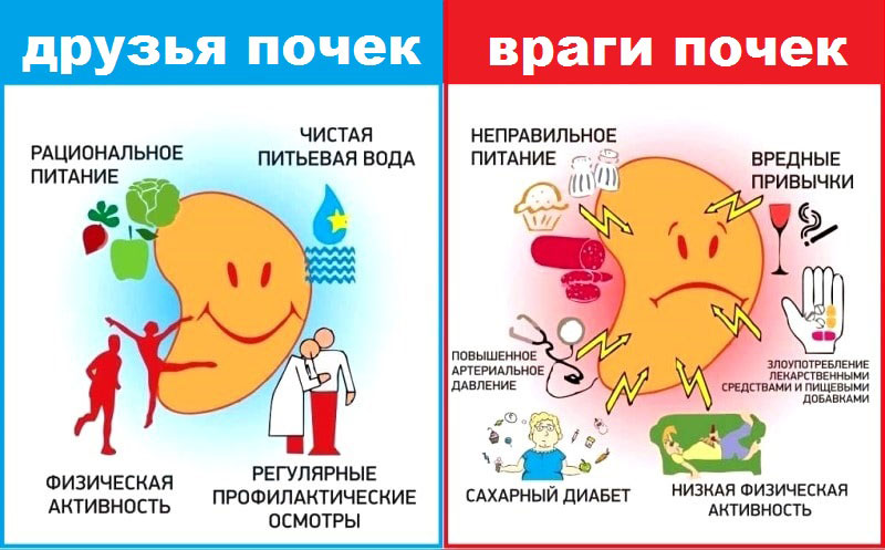 Как нужно заботиться о здоровье почек? - рассказывает магазин медтехники ME-D.RU