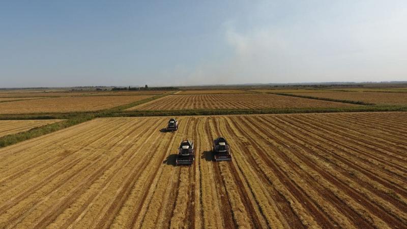 «Агрокомплекс» им. Н.И Ткачёва планирует стать лидером по производству риса в РФ
