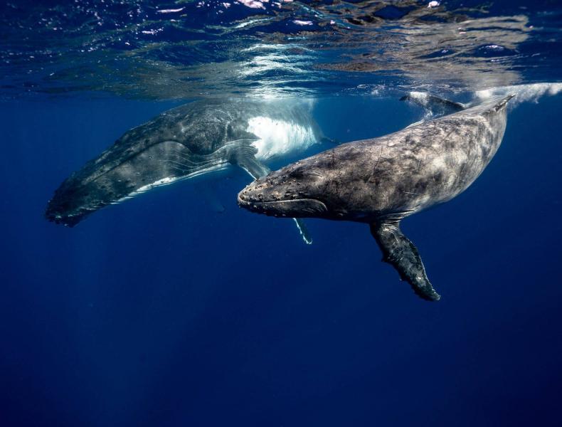 Познавательная игровая программа «День кита»
