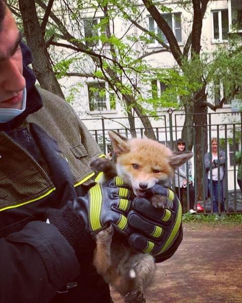 Московские огнеборцы Пожарно-спасательного центра спасли лисят