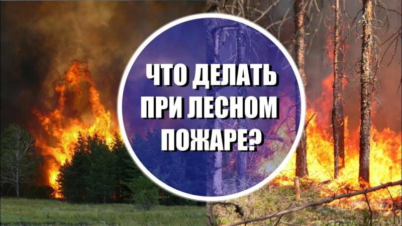 Что делать, если вы оказались в зоне лесного пожара?