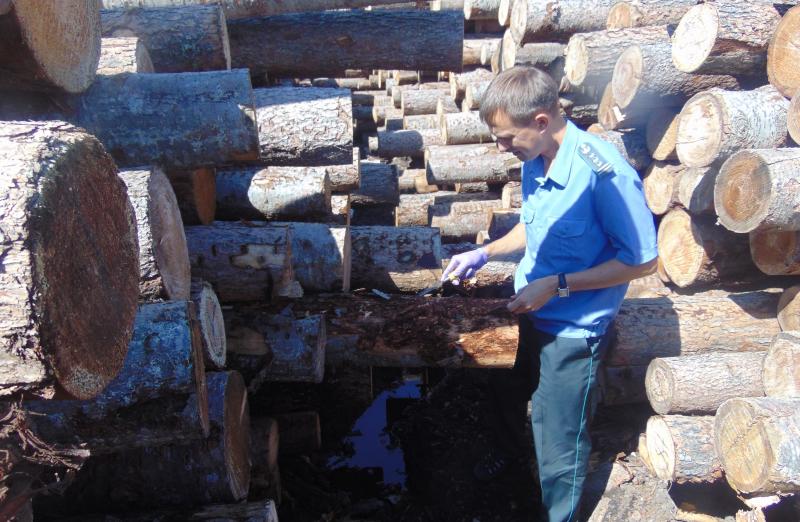 В Дзержинском районе выявлена зараженная карантинными вредителями лесопродукция