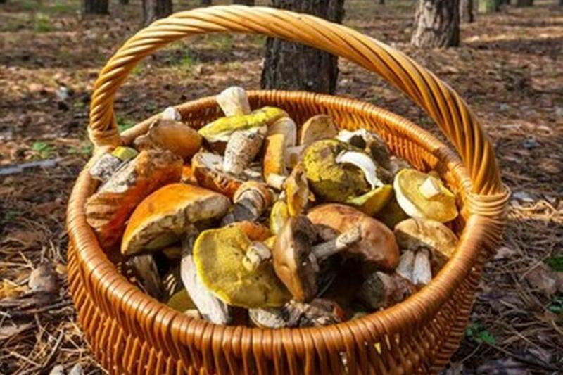 Богатый урожай грибов прогнозирует Минприроды в Новосибирской области