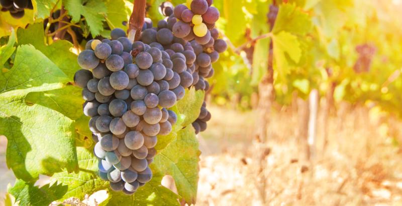 РСХБ на КИФ: виноградарство в СКФО выросло в 1,5 раза с 2019 года