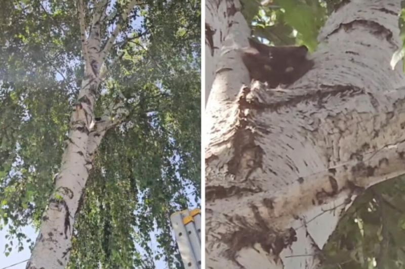 Уставшая кошка два дня просидела на березе в Новосибирске