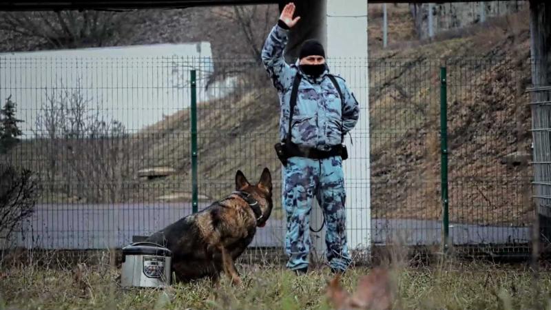 Кинологи столичного главка Росгвардии проверяют натренированность служебных собак