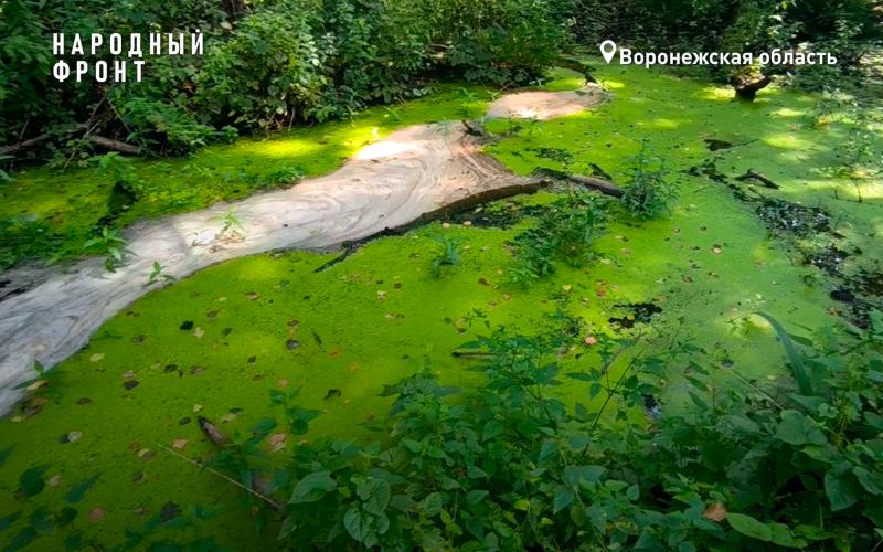 Суд запретил коммунальщикам сбрасывать сточные воды в Воронежскую нагорную дубраву в Чертовицах