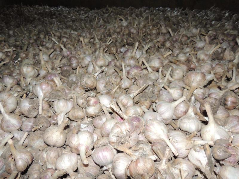 Костромской чеснок удивляет урожаем