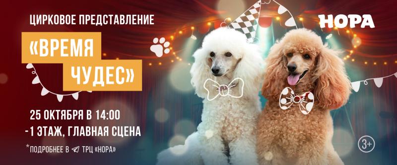 Цирковое представление «Время чудес» на сцене ТРЦ «Нора»