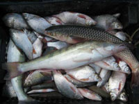 Контроль за оборотом рыбной продукции в Ростовской области