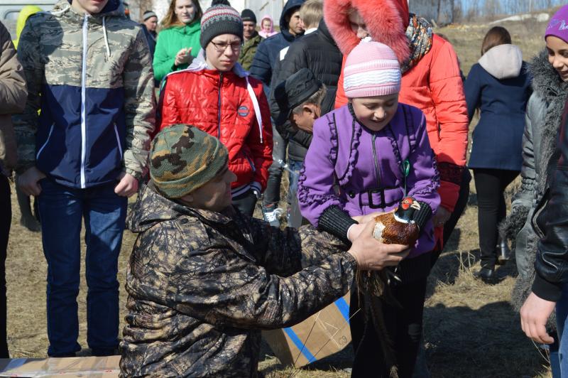 Около тридцати серых фазанов по инициативе местного жителя Сергея Широких выпустили в дикую природу в Новооскольском районе